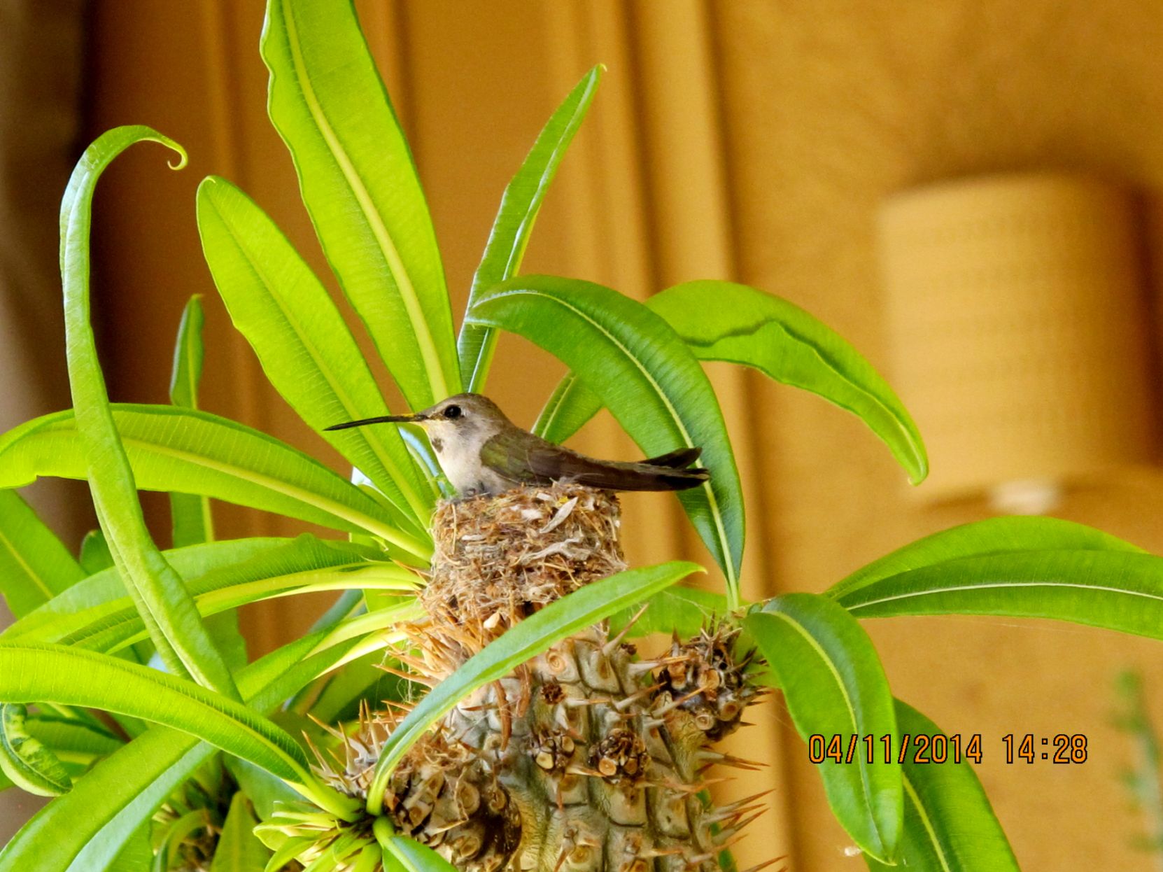 Hummingbirds from backyards and beyond